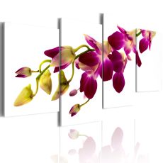 Tavla - Orchids glöd