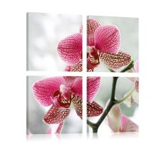 Tavla - Fancy orkidÈ