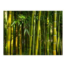 Fototapet - Asiatisk bambuskog