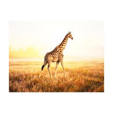 Fototapet - giraff - gå
