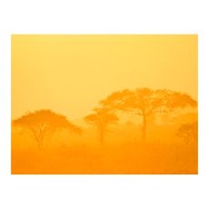 Fototapet - Orange savanna