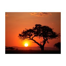 Fototapet - Afrika: solnedgång