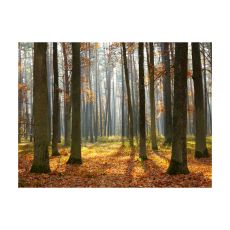 Fototapet - Autumn trees