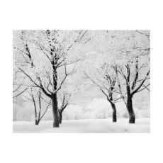 Fototapet - Träd - Vinter landskap