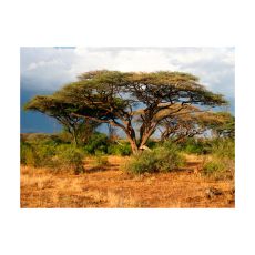 Fototapet - Samburu National Reserve, Kenya