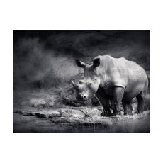 Fototapet - Rhino förlorade i drömmar