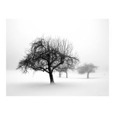 Fototapet - Winter: Trees