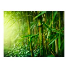 Fototapet - jungle - bamboo