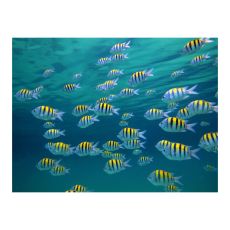 Fototapet - Undervattenslandskap - Karibien