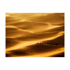 Fototapet - Husvagn av kameler