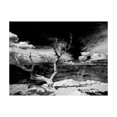 Fototapet - Grand Canyon träd