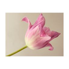 Fototapet - Pink tulip