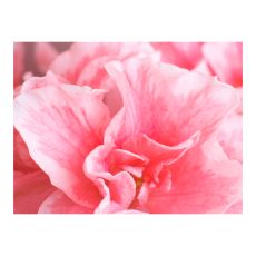 Fototapet - Rosa azalea blommor