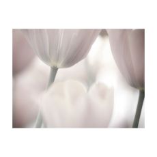 Fototapet - Tulips fine art - black and white