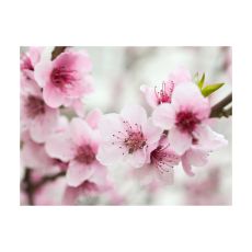 Fototapet - Spring, blommande träd - rosa blommor