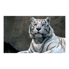 Fototapet - Bengali tiger i djurpark
