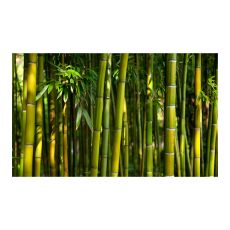 Fototapet - Asiatiska bambu skog