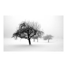 Fototapet - winter - trees