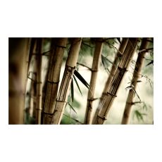 Fototapet - Fog and bamboo forest