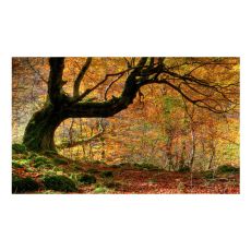 Fototapet - Höst, skog och löv