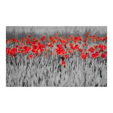 Fototapet - Röd vallmo på svart och vit bakgrund