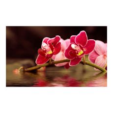 Fototapet - Vacker orkidÈ blommor på vattnet