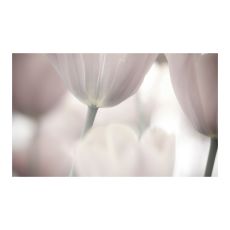 Fototapet - Tulips fine art - black and white