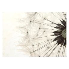 Fototapet - White Dandelion