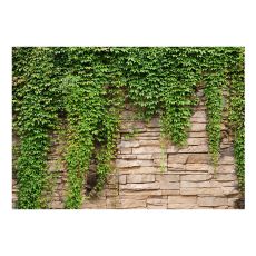Fototapet - Ivy wall