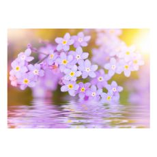 Fototapet - Violet Petals In Bloom