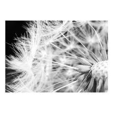 Fototapet - Black and white dandelion