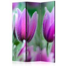 Rumsavdelare - Purple spring tulips
