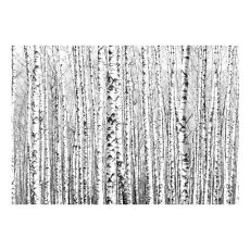 Fototapet - Birch forest