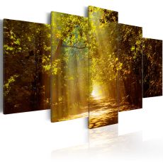 Tavla - Forest in the Sunlight