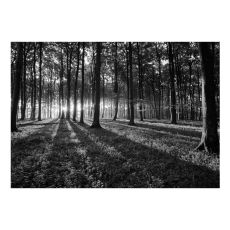 Fototapet - The Light in the Forest
