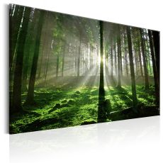 Tavla - Emerald Forest II