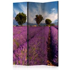 Rumsavdelare - Lavender field in Provence, France