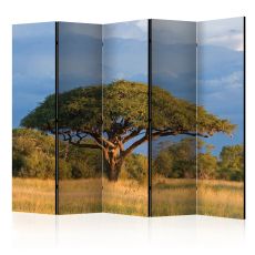 Rumsavdelare - African acacia tree, Hwange National Park, Zimbabwe II