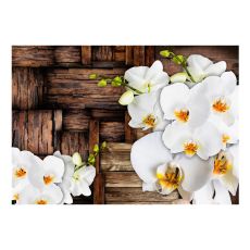 Fototapet - Blooming orchids