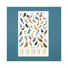 Scratch Garden Birds Poster