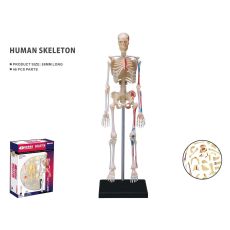 Human anatomy skeleton