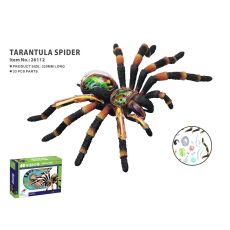 Animal anatomy spider