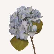 Hortensia blå Honshu