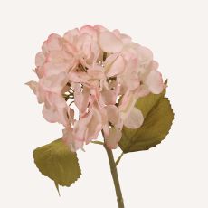 Hortensia rosa Honshu