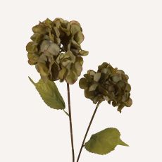 Hortensia grön Paniculata