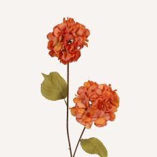 Hortensia orange Paniculata