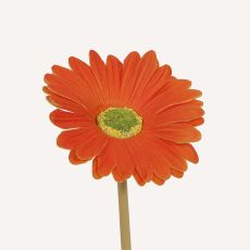 Gerbera orange Astrid