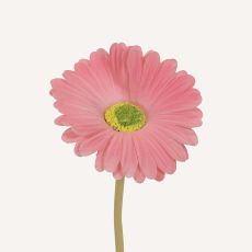 Gerbera rosa Astrid