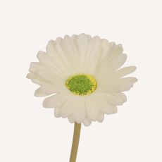 Gerbera vit Astrid