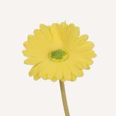 Gerbera gul Astrid